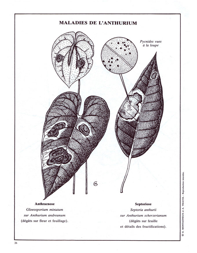 Maladies